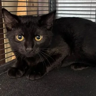 Angelo