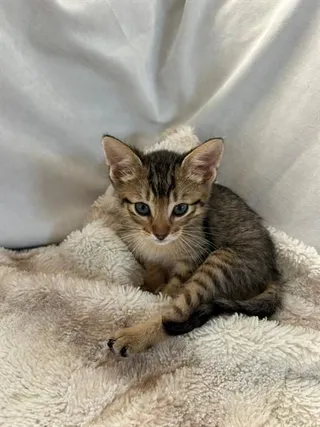 Joey A217286