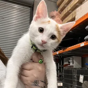 Louie