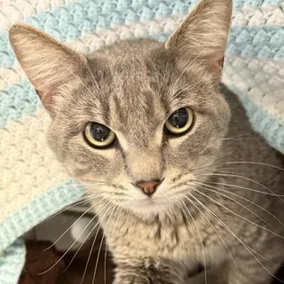 Buddy
