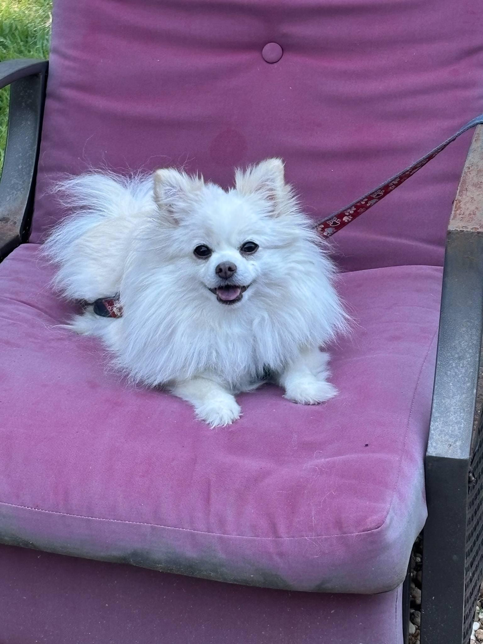 Lacey
