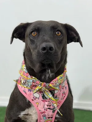 Regan-One of our Amazing Rescue Dogs