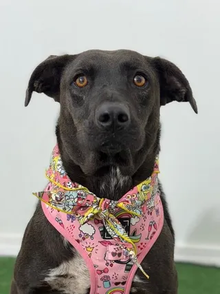 Regan-One of our Amazing Rescue Dogs