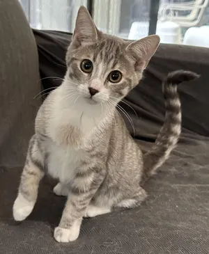 Pretzel -The Chatty Little Shadow