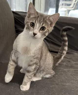 Pretzel -The Chatty Little Shadow
