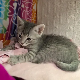 Allegra