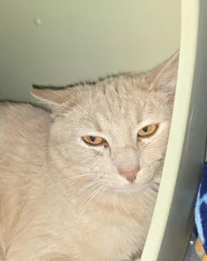Frankie