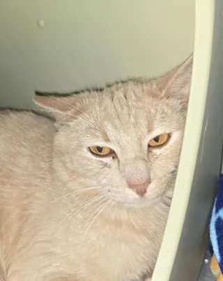 Frankie