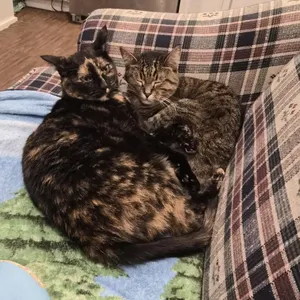 Tart