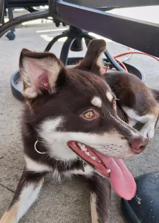 Suki