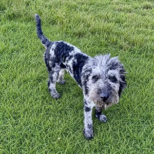 Pierre