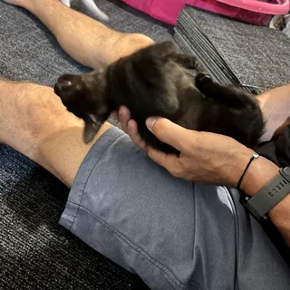 Jet