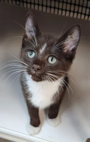 Kitten 27932 (Hershey)