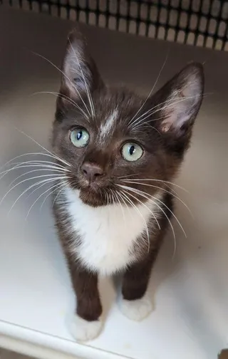 Kitten 27932 (Hershey)