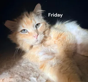 Friday