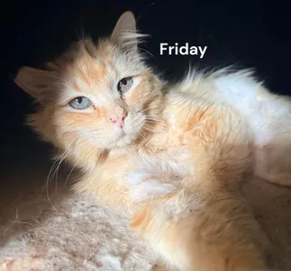 Friday
