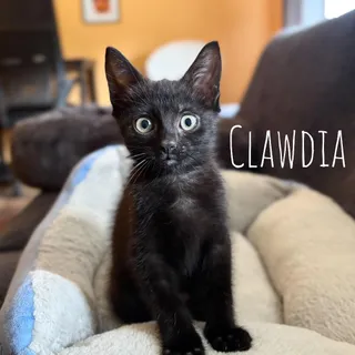 Clawdia