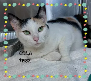 COLA