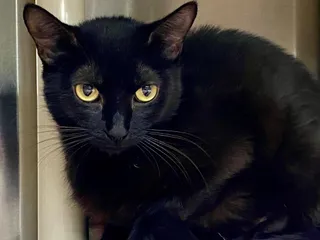 Ella