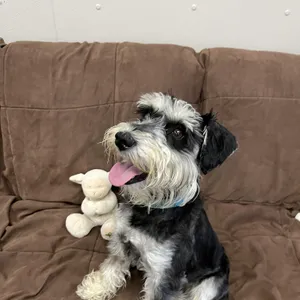 Oscar