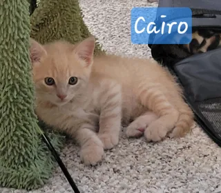 Cairo
