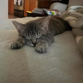 Bramble -Adorable Kitten-