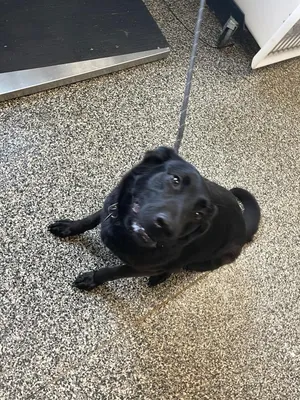 Ellie
