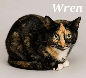 Wren