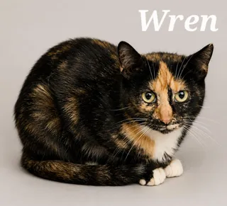 Wren