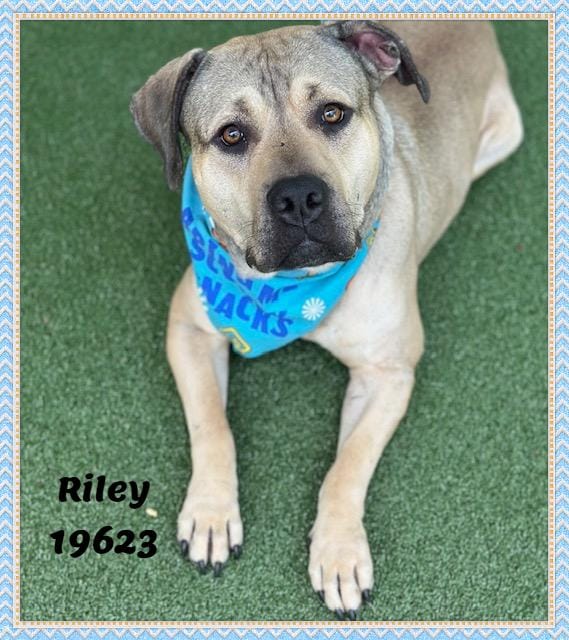 RILEY