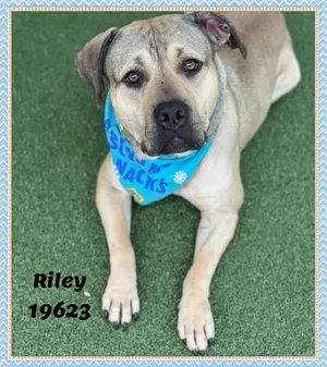 RILEY