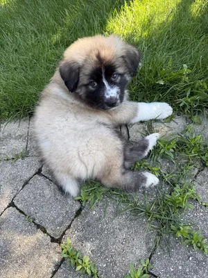 Ludacris