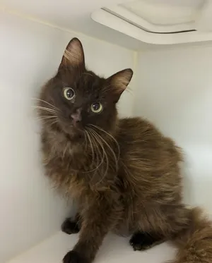 Tiki