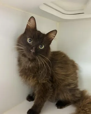 Tiki