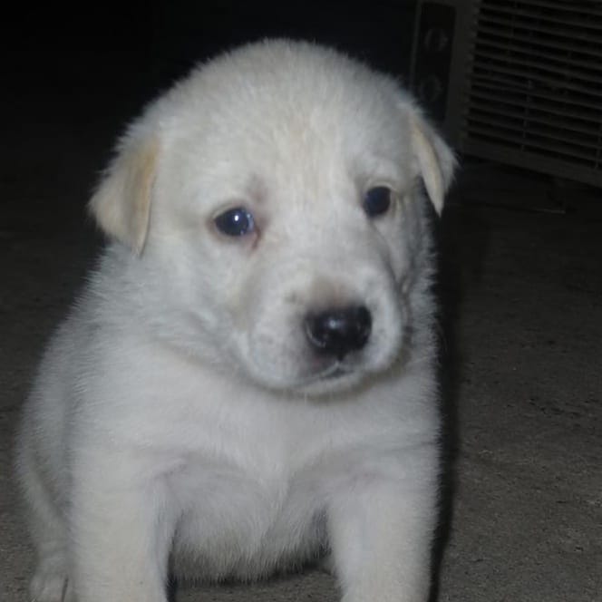 Scout