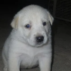 Scout