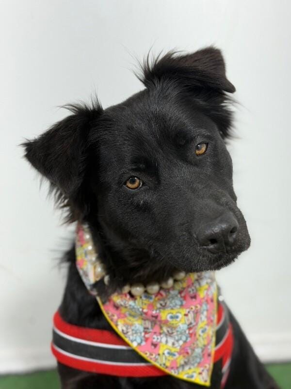 Nikky-One of our Amazing Rescue Dogs
