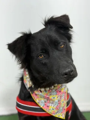 Nikky-One of our Amazing Rescue Dogs