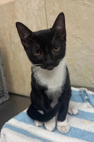 JJ