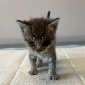 IVHS-Stray-138253