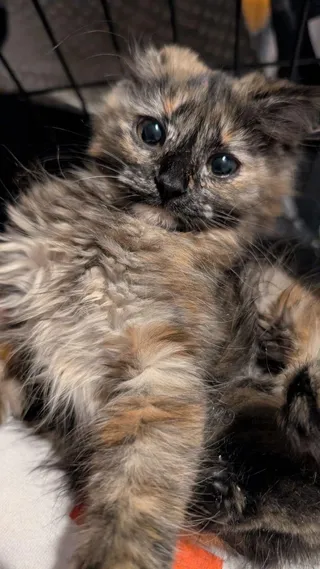 Marzipan (READ!)
