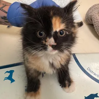 Figgy