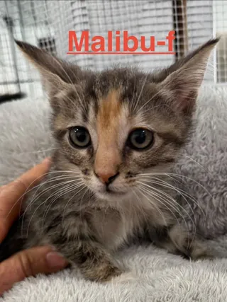 Malibu 26