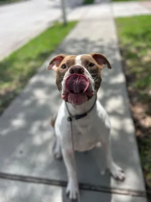 Sunny