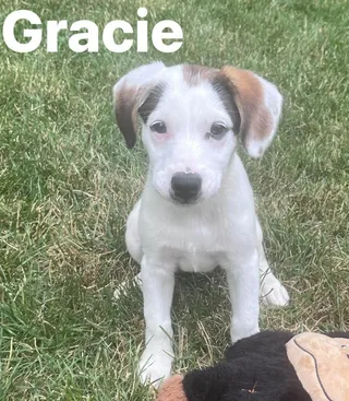 Gracie