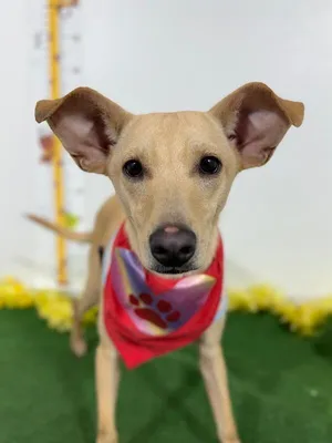 Ludmila-One of our Amazing Rescue Dogs