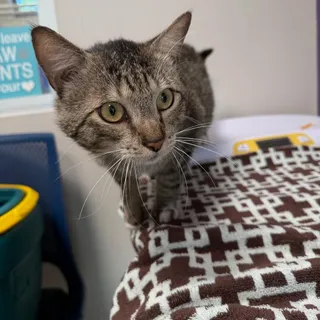 Meowy