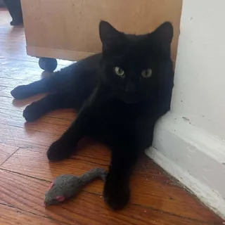 Parker (kitten missing 1/2 tail)