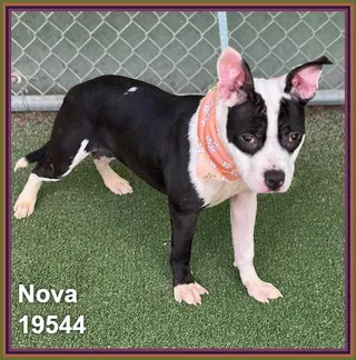 NOVA