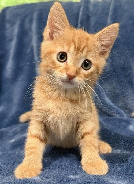 Cheddar